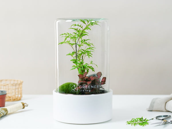 Greenery Living D.I.Y.-Flaschengärten