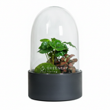 Flaschengarten CERA Schwarz-Serie