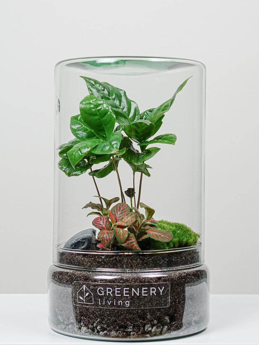 flaschengarten bonsai kaufen Flaschengarten Tube Serie – Ihre Pflanzenwelt im Glas – Blumenfisch