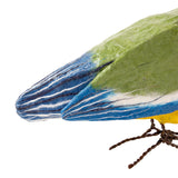 Die Blaumeise wird in der Hand gehalten, Größenvergleich zu zeigen.